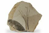 Fossil Plant (Trochodendron, Pinus) Plate - McAbee, BC #248876-1